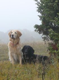 Aika und Calinka am Sodenberg im Oktober 2009