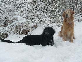 Calinka und Aika im Januar 2010