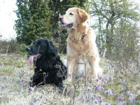 Calinka und Aika im April 2010