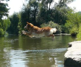 Aika beim Sprung in die Saale