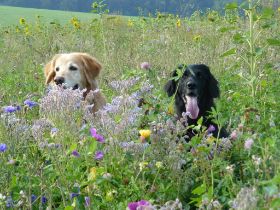 Aika und Calinka im August 2010