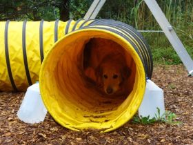 Aika beim Agility